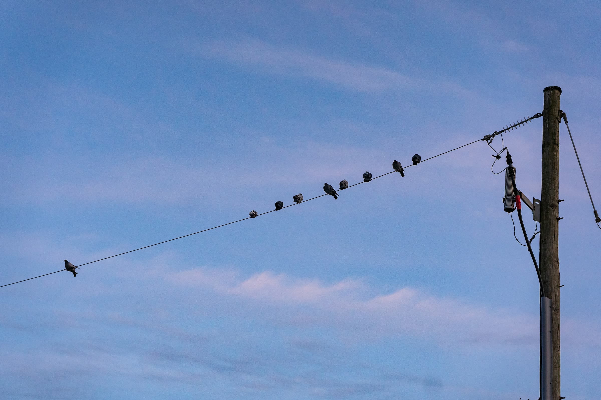 rtl birds sitting on a wire pattern of 1,2 and then 3 birds facing one direction broken by a bird facing in the opposite direction, and finally on the opposite side of the wire a bird sitting alone, set at the start sundown